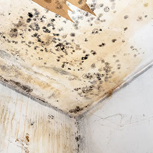 Mold And Mildew Production Caused By Standing Water