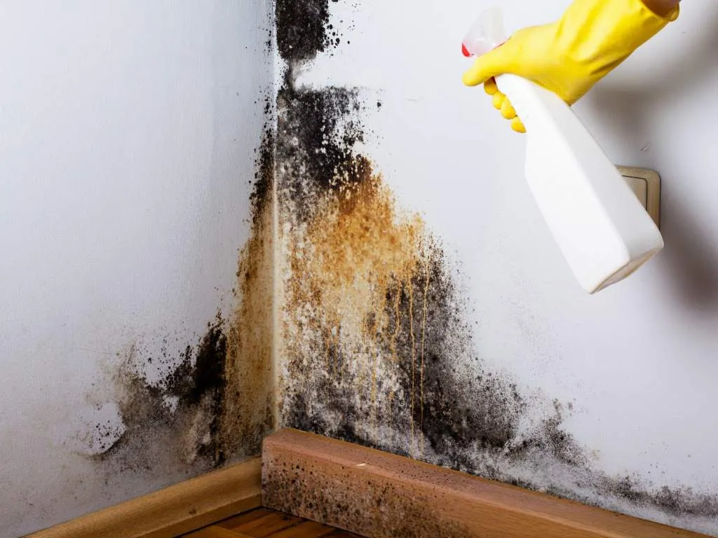 Hidden Mold in Your Mesa Home? Signs, Risks & Professional Solutions