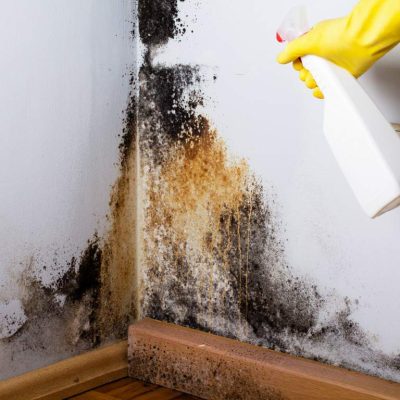 A hand in a yellow protective glove sprays a cleaning solution from a white bottle onto a drywall corner heavily infested with black and brownish mold, also affecting the wooden baseboard.